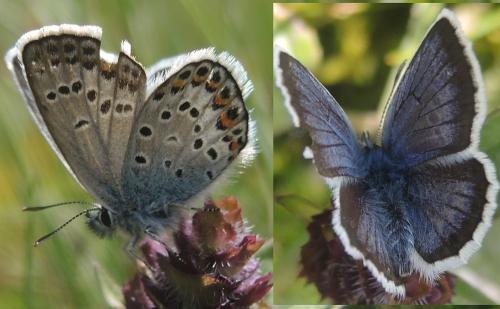 Réf. 352 123 : Plebejus argus